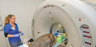 Loggerhead sea turtle at Zoo Miami gets CT scan Loggerhead sea turtle at Zoo Miami gets CT scan
