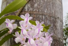 Coral Gables Woman’s Club Celebrates Centennial by Installing Over One Hundred Orchids