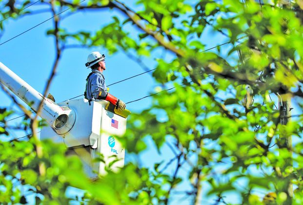 Hurricane Season Preparation Tips: Tree Trimming