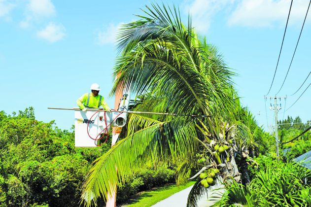 Hurricane Season Preparation Tips: Tree Trimming