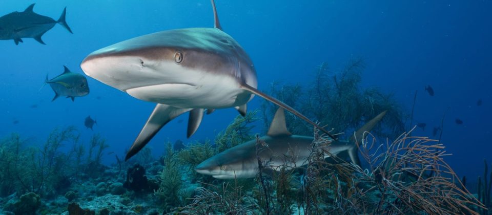 Caribbean Reef Sharks – Making their home on the Key Largo Reefs