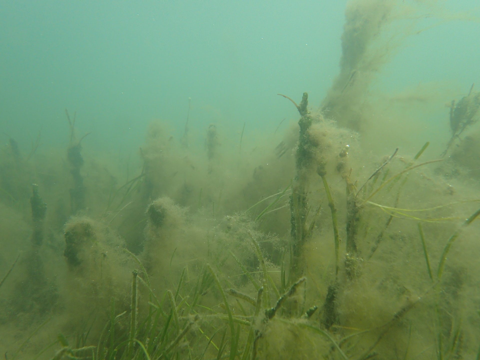 Seagrass covered in algae.