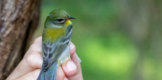 Fall Migration Fundraiser to benefit Cape Florida Banding Station field work