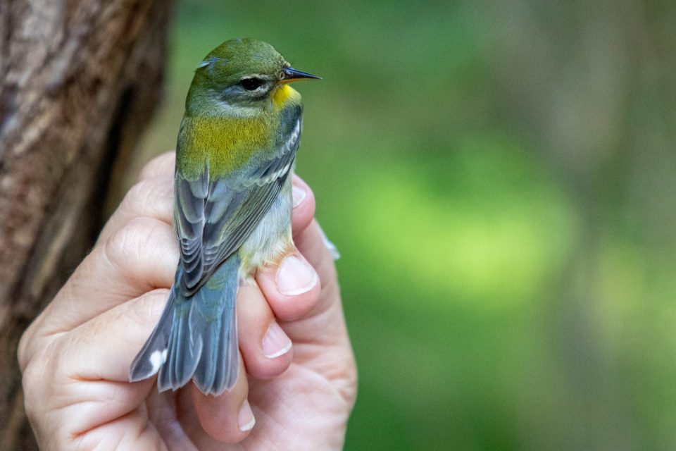 How Miami Dade residents can help birds migrate safely Miami