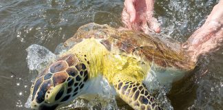 SEA TURTLES RELEASED FOLLOWING RECOVERY AT ZOO MIAMI