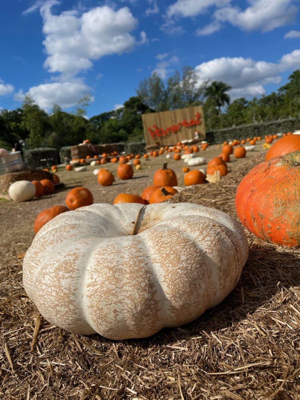 SEASON 4 REOPENING AT THE BERRY FARM: A Spectacular Autumn Experience  Awaits!