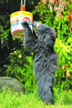 Zoo Miami helps animals cope with summer’s heat