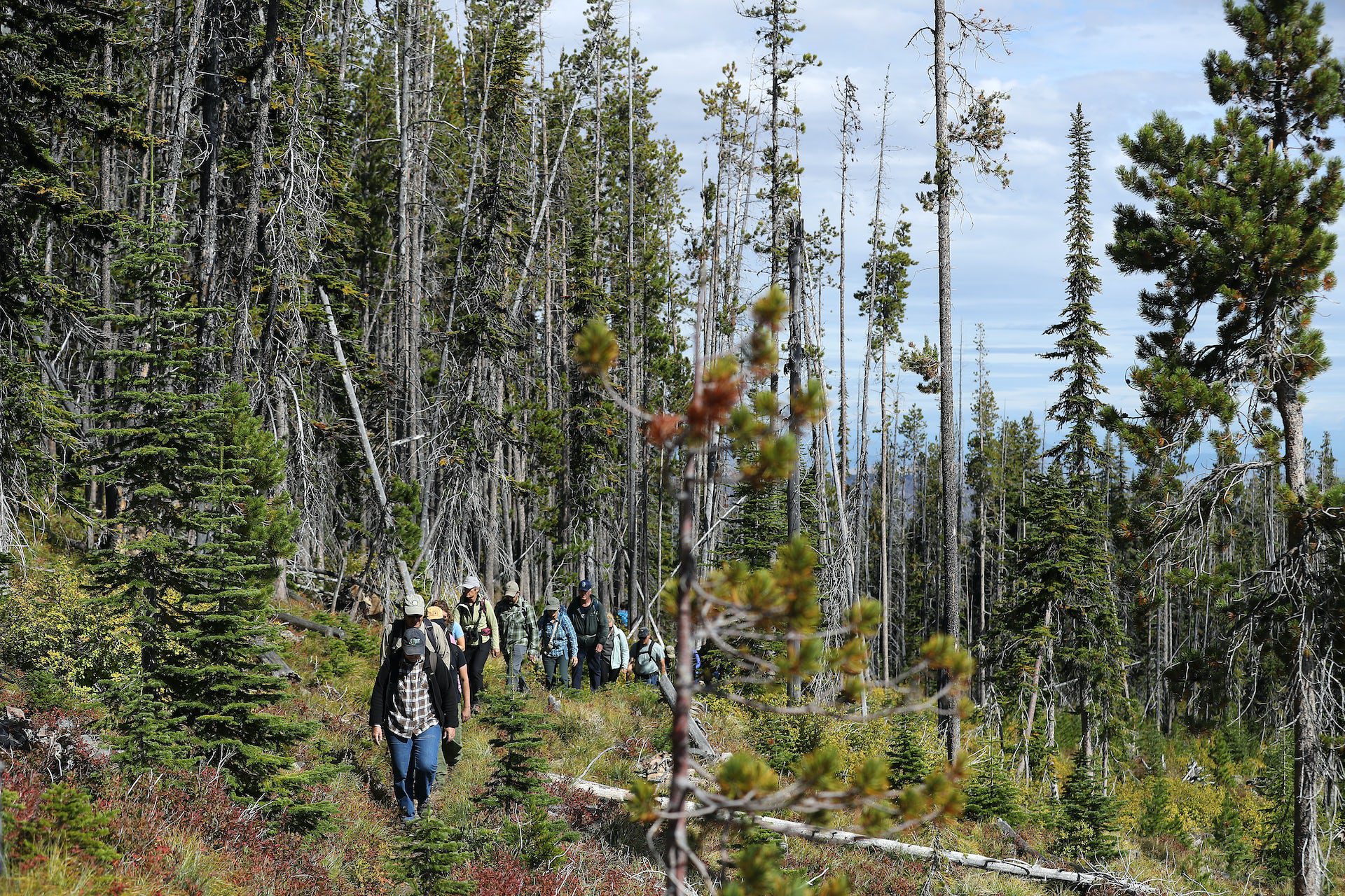 A group of people hikes through a forest with dead trees on one side.