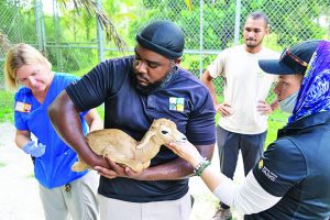 Critically endangered Addra gazelle born at Zoo Miami