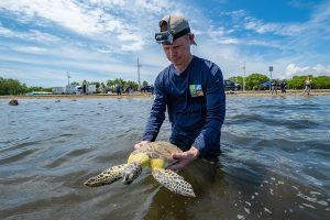 Sea turtles released following their recovery at Zoo Miami