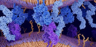 FIU study: Matchmaking (with AI) to help proteins pair up