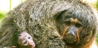 SAKI MONKEY BORN AT ZOO MIAMI!