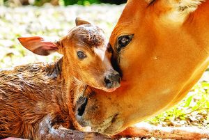 Endangered Banteng born at Zoo Miami