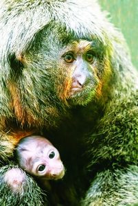 Zoo Miami announces birth of White-Faced Saki monkey