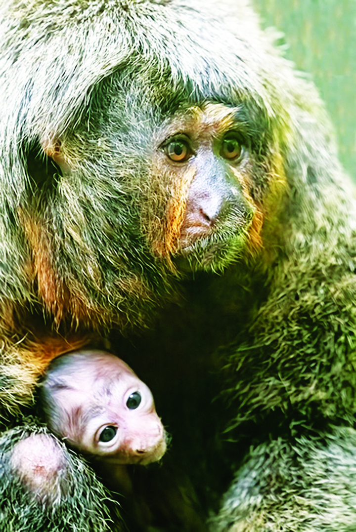 Zoo Miami announces birth of White-Faced Saki monkey | Featured#