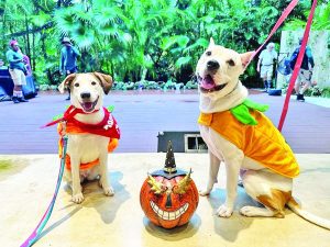 Howl-O-Ween: A spooktacular day for dogs and their humans