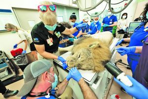 16-year-old lion receives physical exam at Zoo Miami