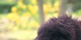 SLOTH BEARS BORN AT ZOO MIAMI!