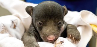 SLOTH BEARS BORN AT ZOO MIAMI!