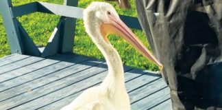 Rescued pelican gives new meaning to term ‘snowbird’ Rescued pelican gives new meaning to term ‘snowbird’