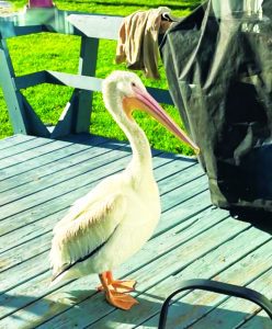 Rescued pelican gives new meaning to term ‘snowbird’