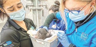 Zoo Miami announces birth of 2 sloth bears Zoo Miami announces birth of 2 sloth bears