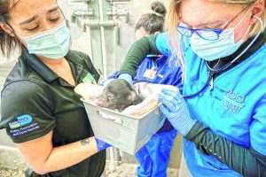 Zoo Miami announces birth of 2 sloth bears