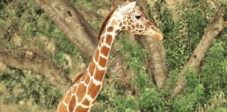 Zoo Miami’s 60th baby giraffe makes public debut for holidays Zoo Miami’s 60th baby giraffe makes public debut for holidays