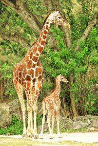 Zoo Miami’s 60th baby giraffe makes public debut for holidays