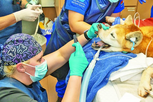 Dental Week at Zoo Miami: Time for regular checkups