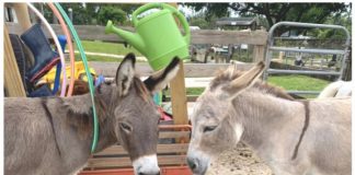 Tomorrow’s Rainbow and Leadership Broward Class 42 Join Forces to Bring Mobile Mental Health Support Services to Youth in Underserved Communities in Broward