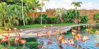 Zoo Miami flamingos get annual wellness exams Zoo Miami flamingos get annual wellness exams