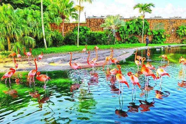 Zoo Miami flamingos get annual wellness exams