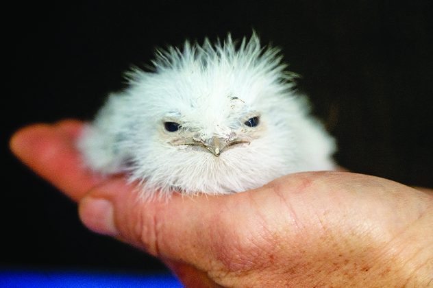 Tawny frogmouth bird hatches at Zoo Miami