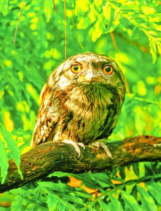 Tawny frogmouth bird hatches at Zoo Miami