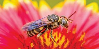 Little Lizards, Candlelight Concert, Family Day at the Gardens Little Lizards, Candlelight Concert, Family Day at the Gardens