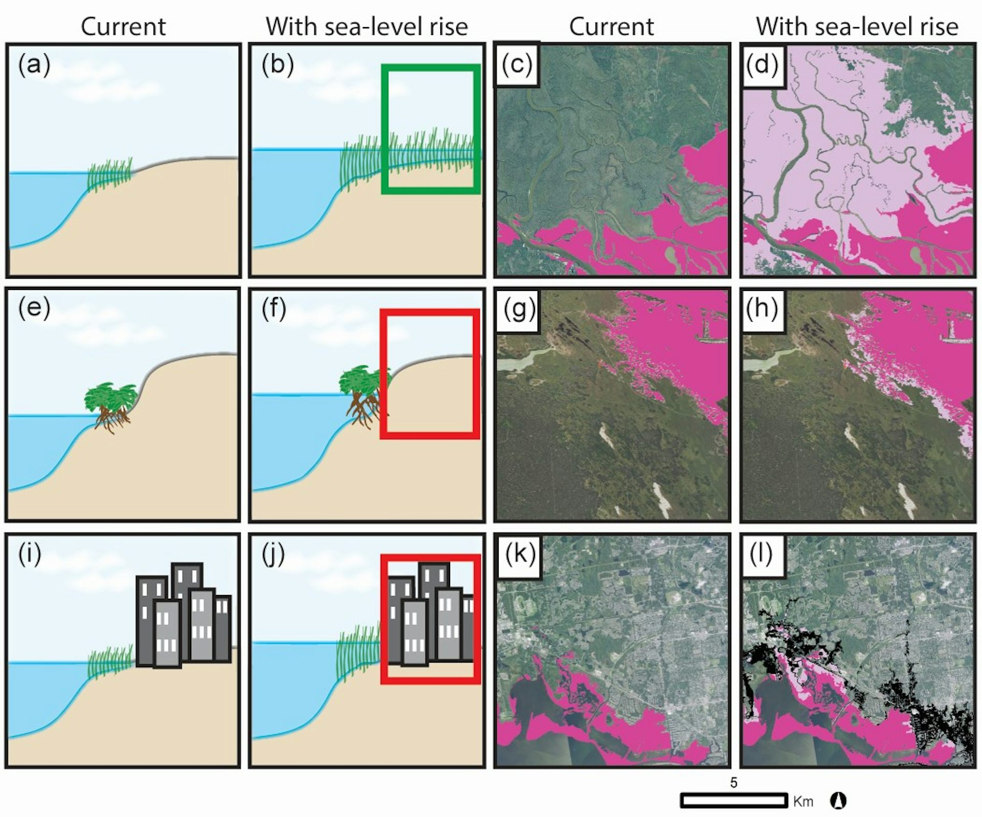 Illustrations paired with satellite images show the most wetland migration where elevation and urban landscapes don't block the way and the least in urban areas.