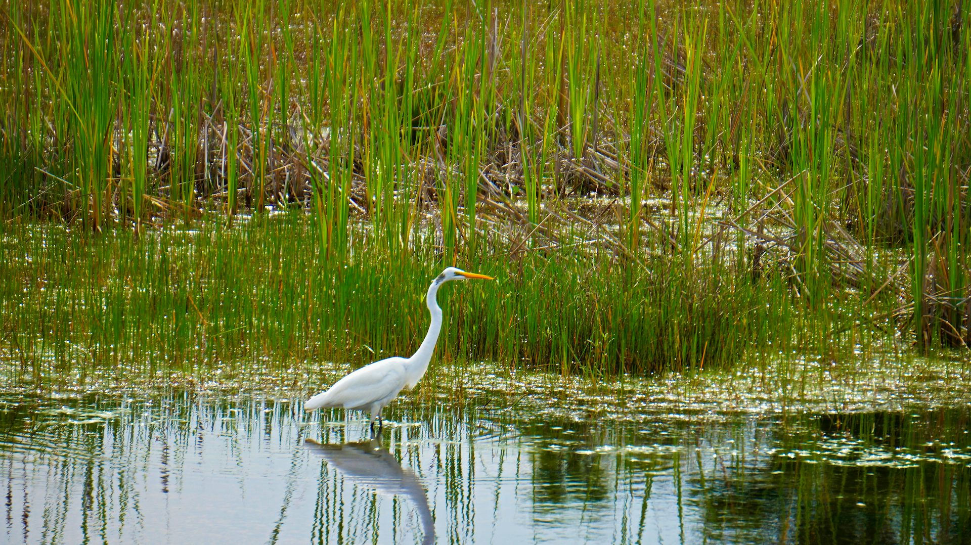 A large white bird wanders through water at the edge of grasses.