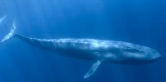 Blue whales: first discovery near Seychelles in decades – what our study found