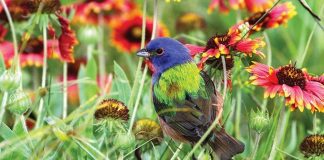 Tropical Audubon Society’s annual Go-Native Plant Sale