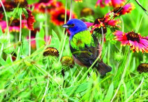 Tropical Audubon Society’s annual Go-Native Plant Sale