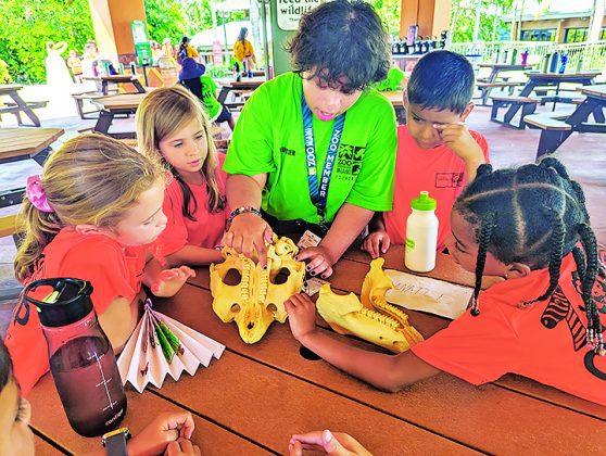 Summer Camp at Zoo Miami for kids ages 3 to 15, June-August