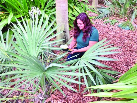 Plant Talk, call for artists, plant collections at Pinecrest Gardens