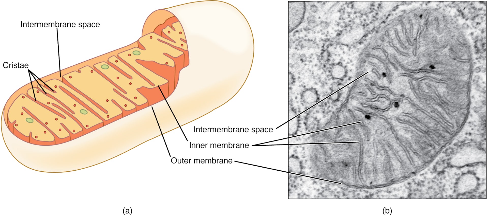 Side-by-side comparison of labeled illustration of cross-section of mitochondria and its micrograph