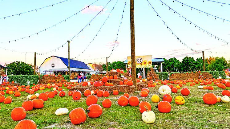 The Berry Farm brings fall fun to Miami’s countryside