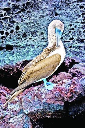 Visit the Galapagos Islands with Ron Magill