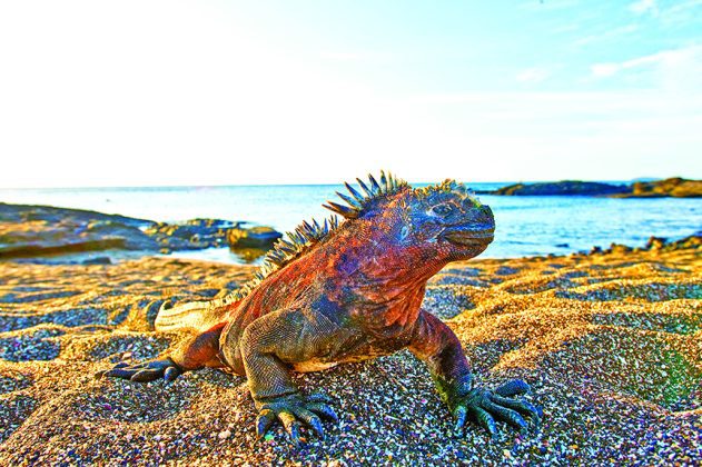 Embark on a once-in-a-lifetime adventure to Galapagos Islands