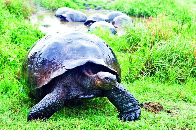 Visit the Galapagos Islands with Ron Magill