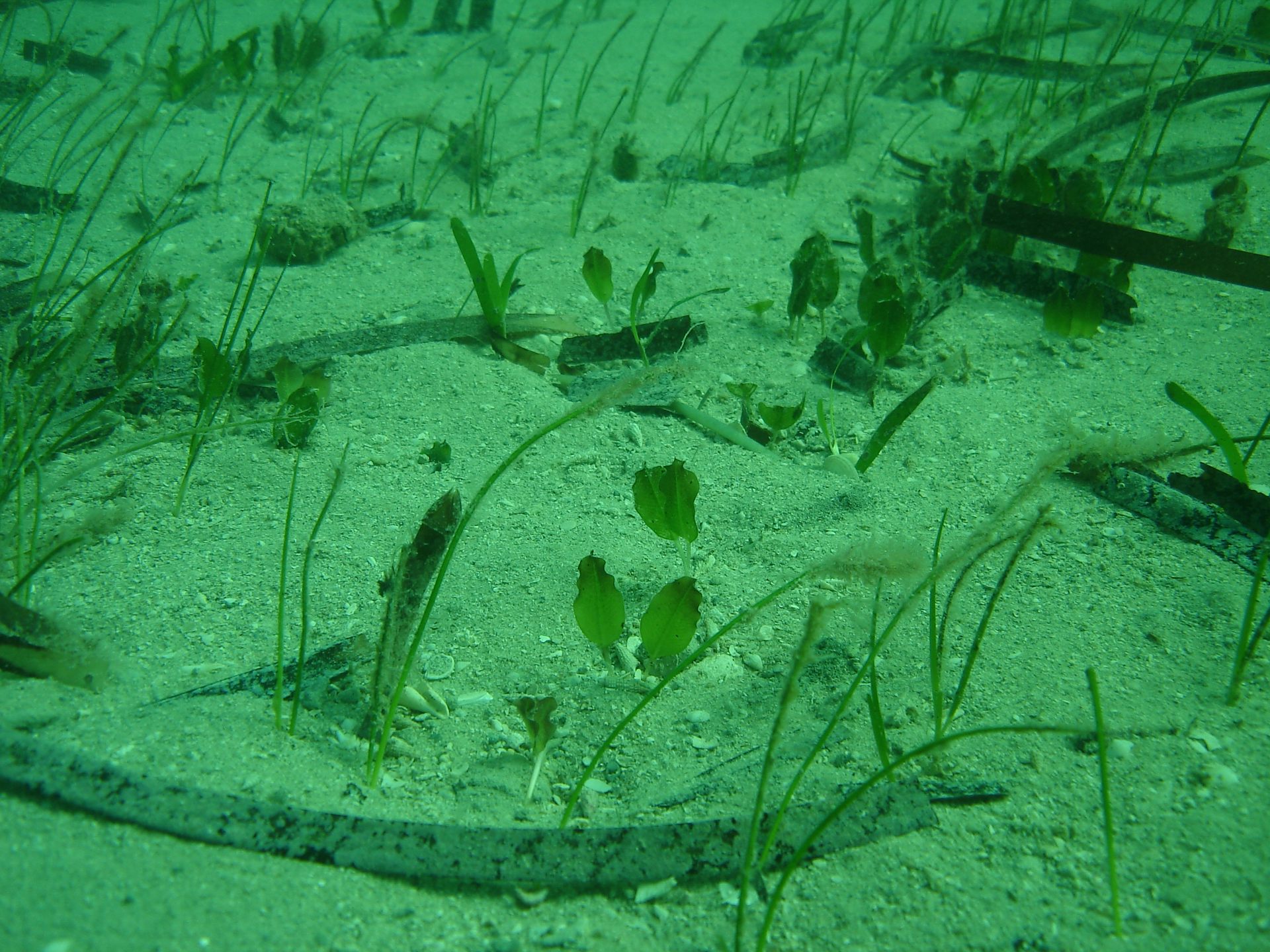 A sandy bottom with sparse tufts of seagrass