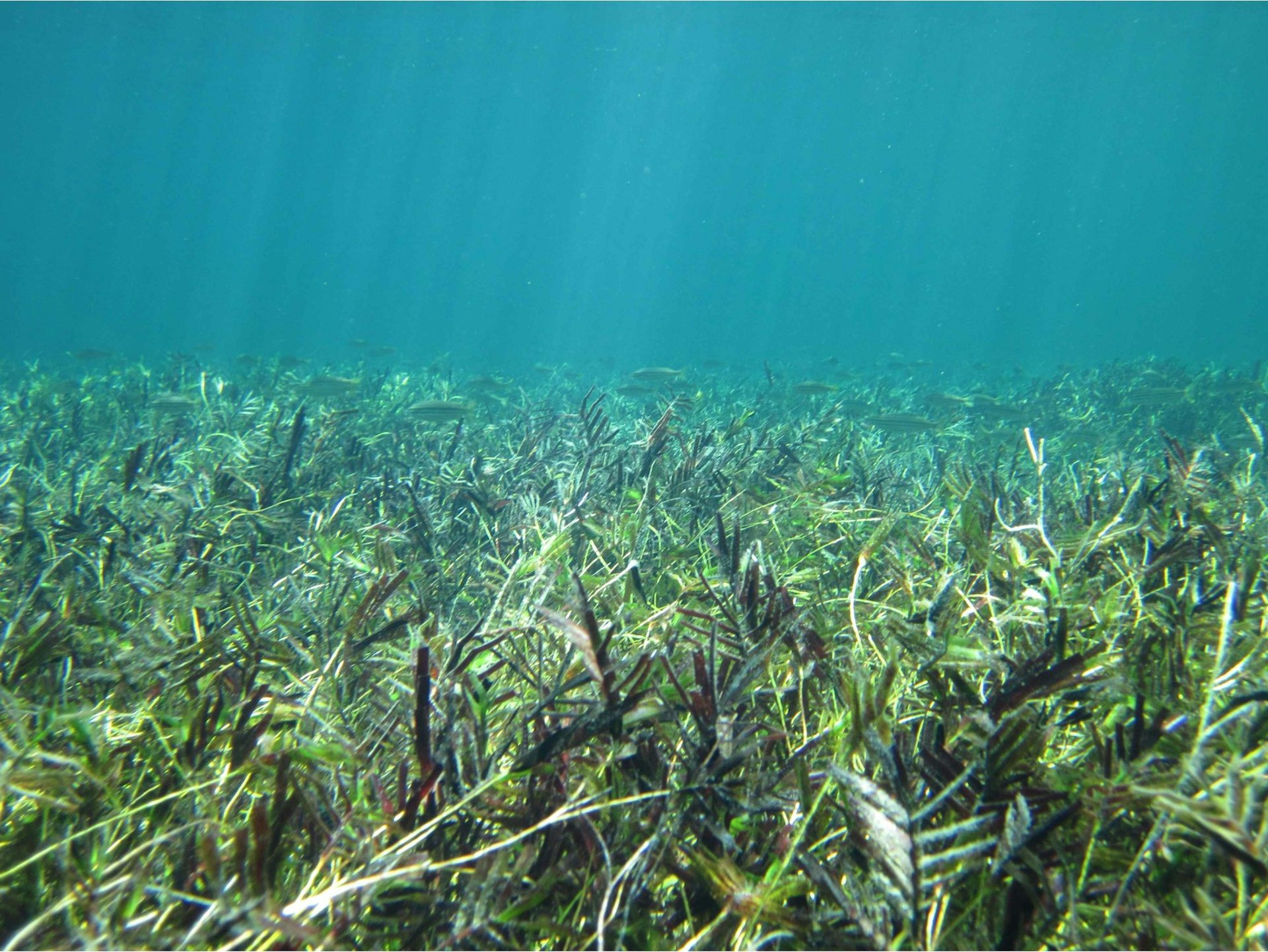 A thick carpet of seagrass underwater with light shining down from the surface.